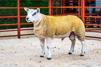 Longtown Ram Fair-01